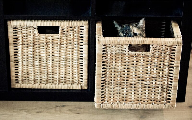 cat in a woven basket