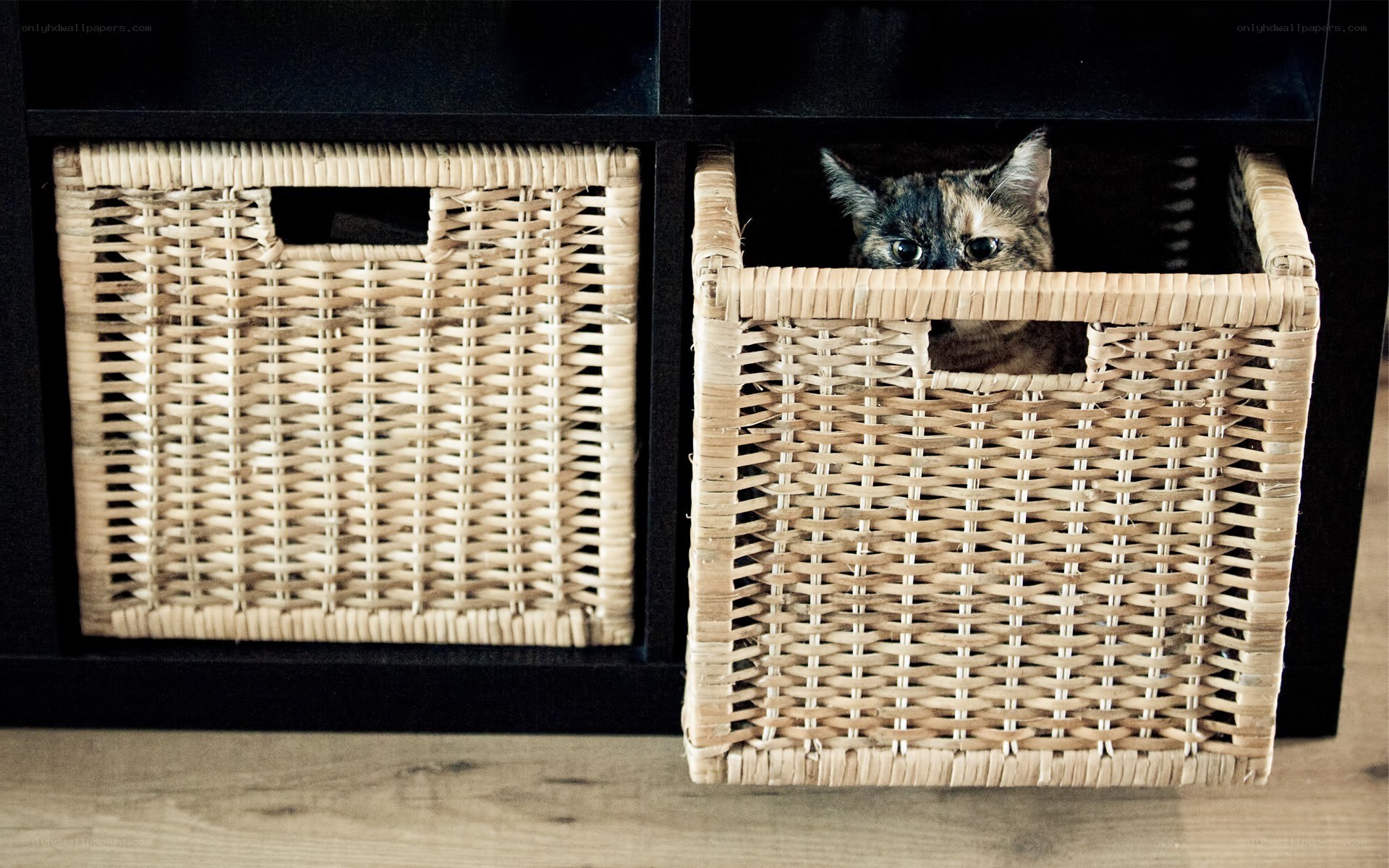 cat in a woven basket