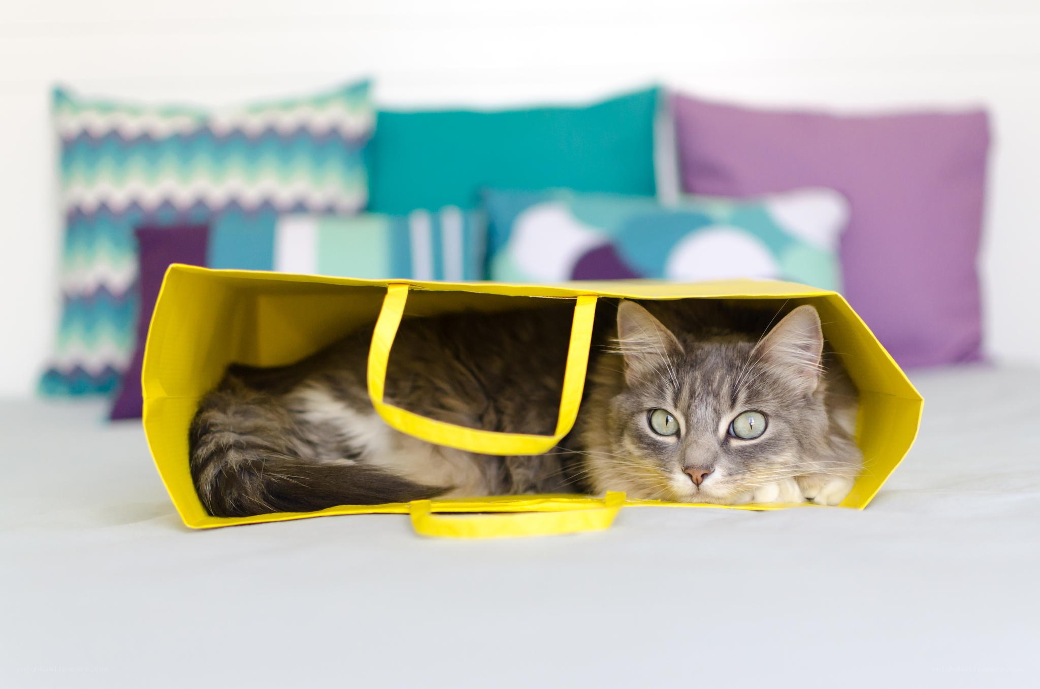 cat in a yellow bag