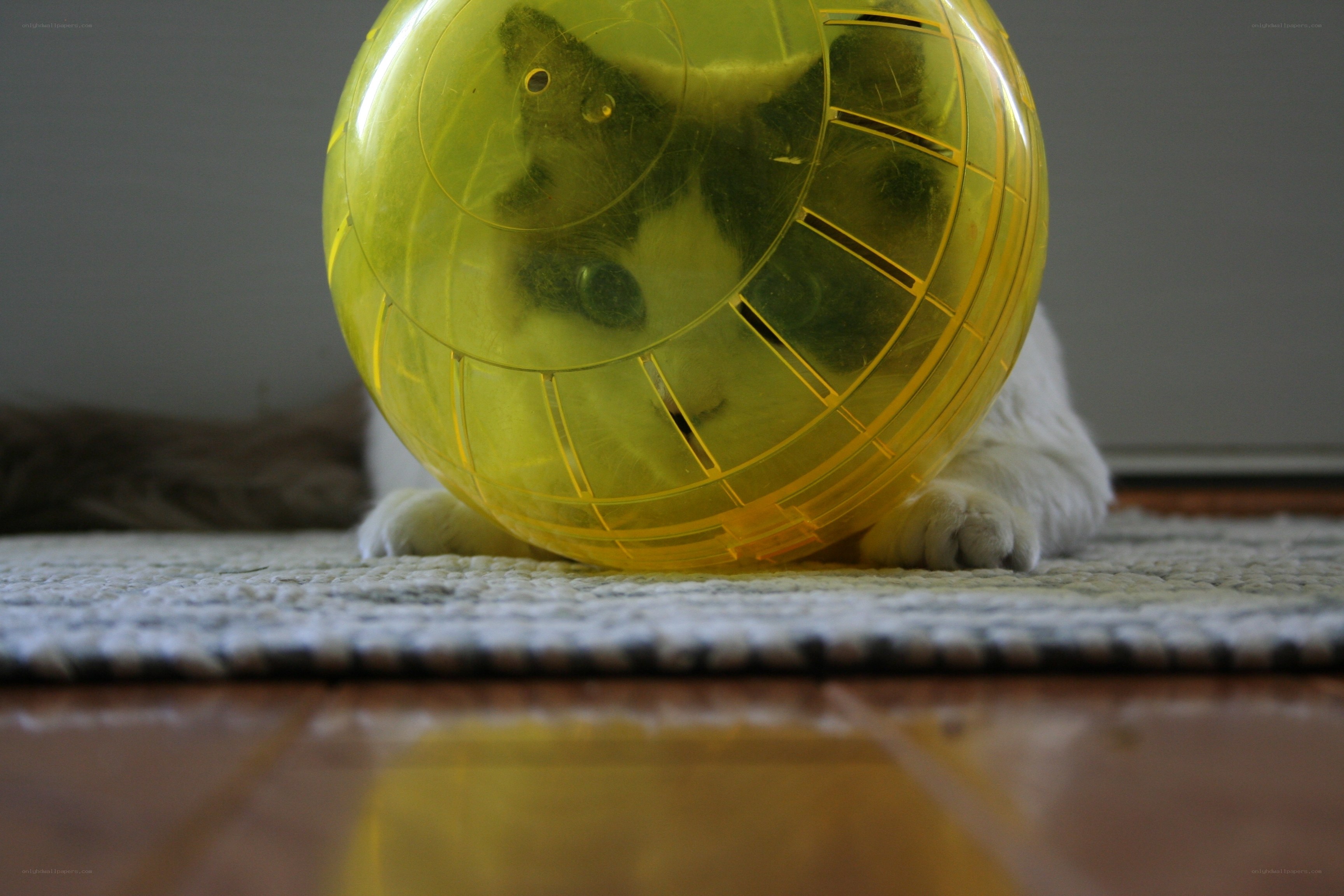 cat in a yellow ball