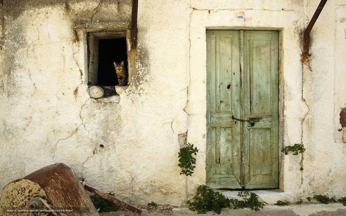 Cat in an old window
