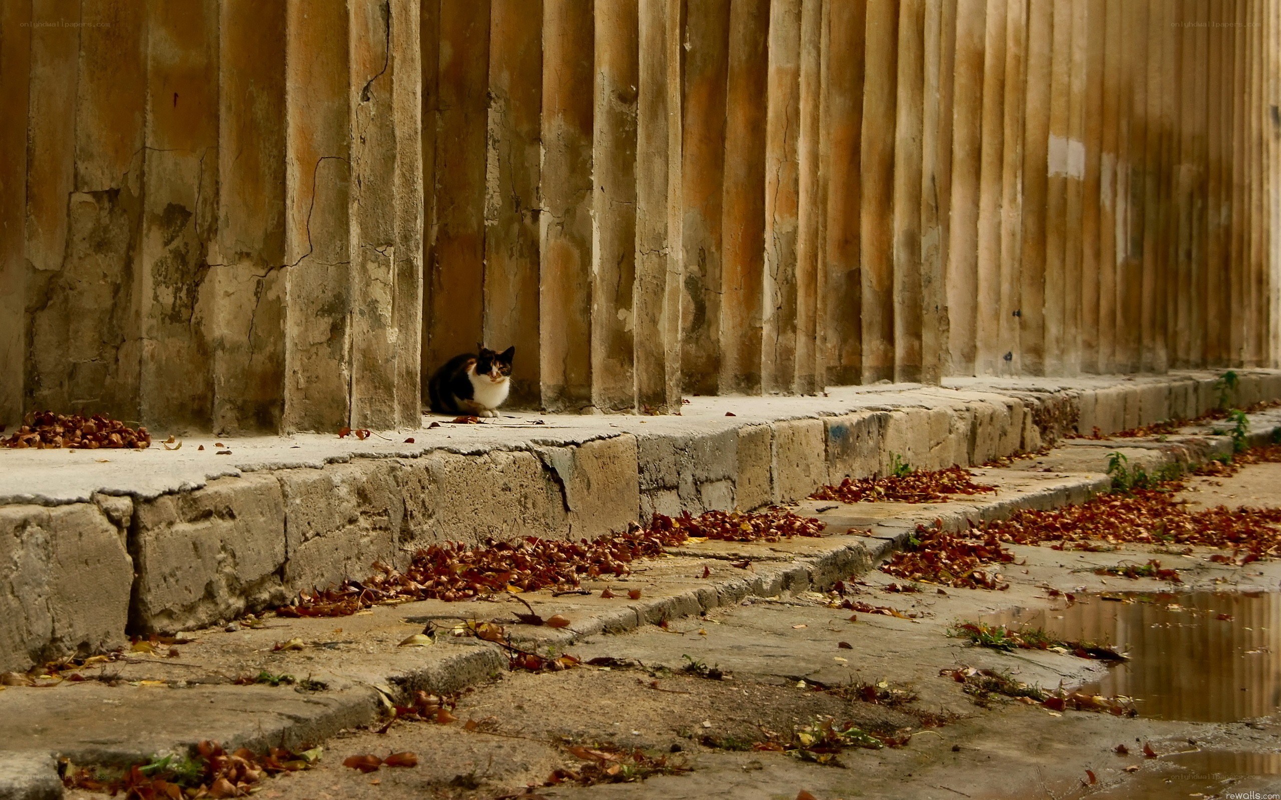 Cat in ancient ruins