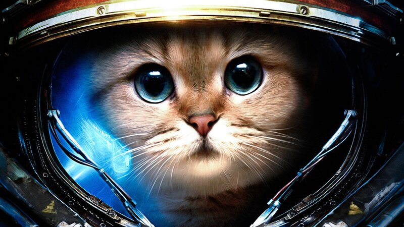 Cat in Astronaut Helmet — Brown, Dramatic