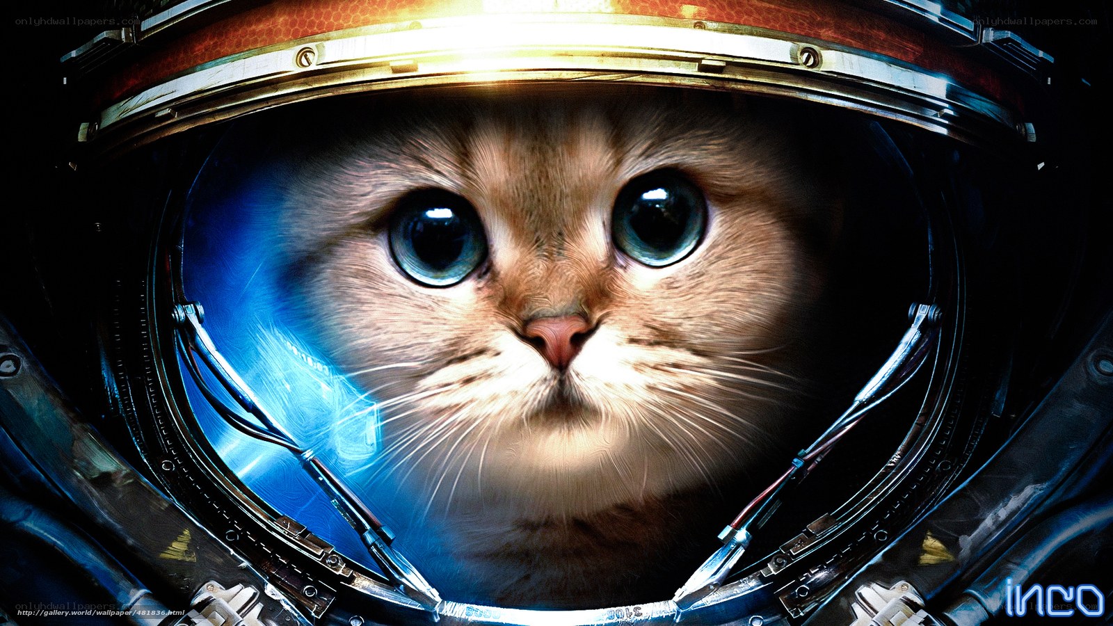 cat in astronaut helmet