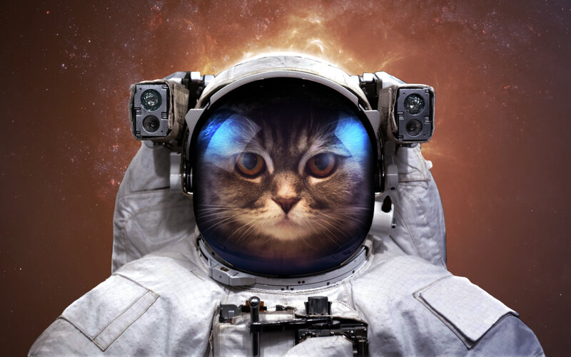 Cat in Astronaut Suit — White
