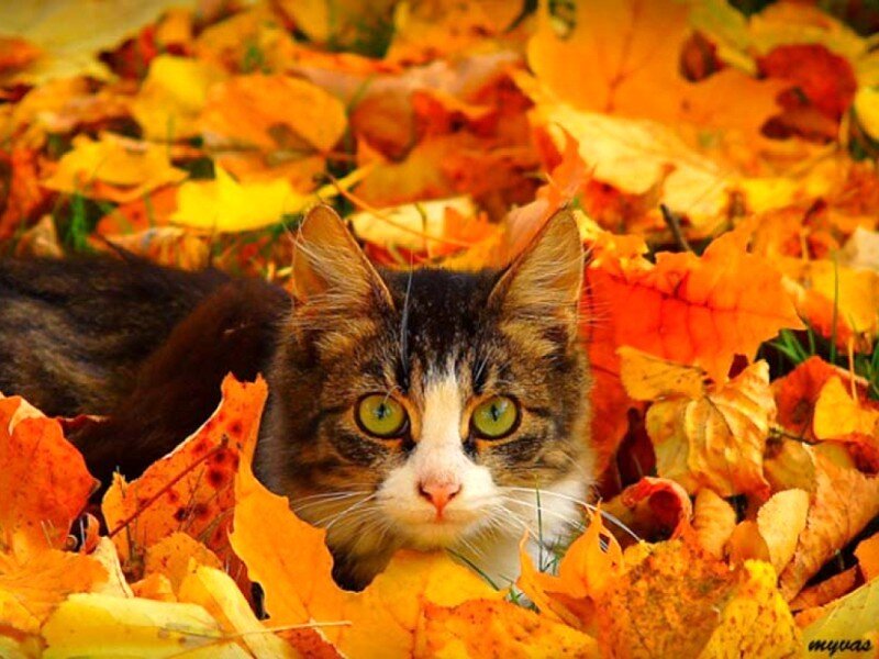 cat in autumn leaves