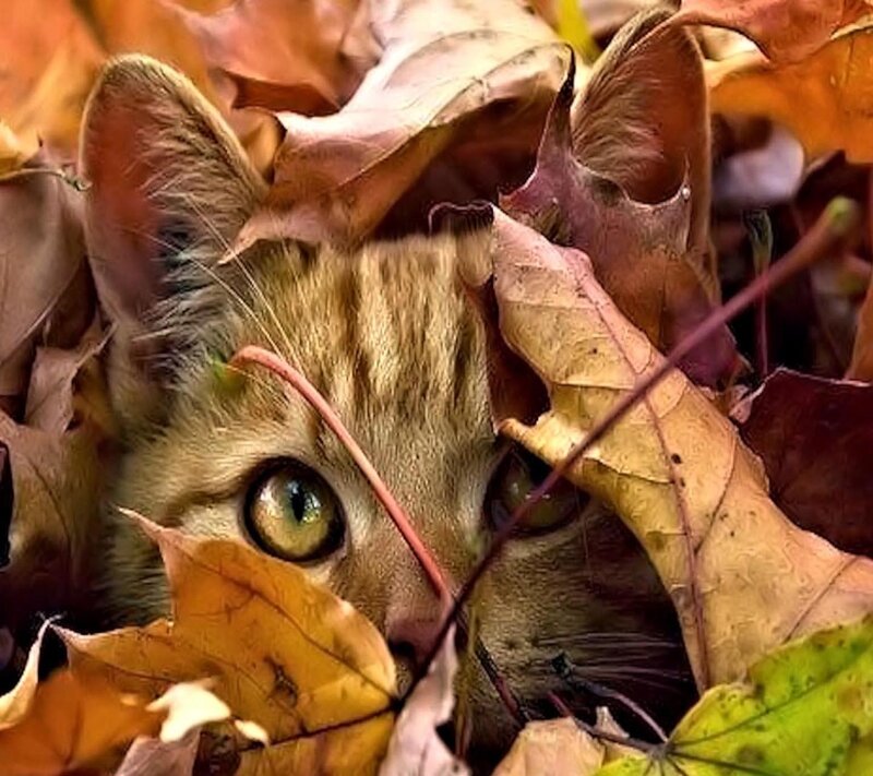 Cat in Autumn Leaves — Brown, Curious