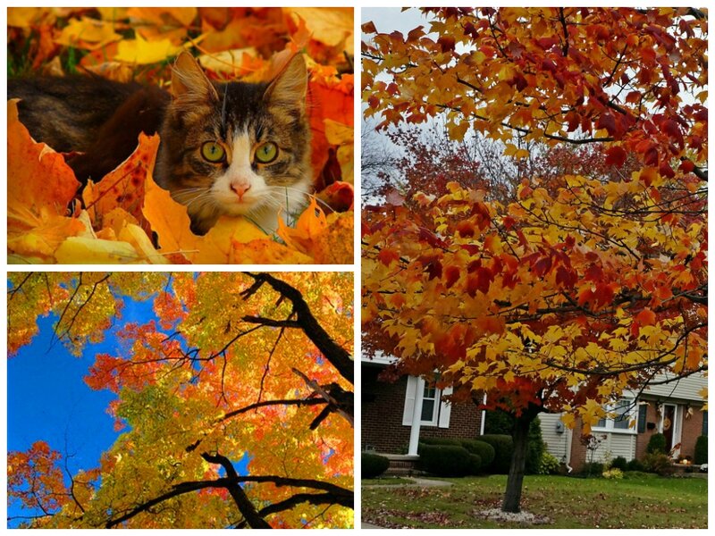 Cat in Autumn Leaves — Orange