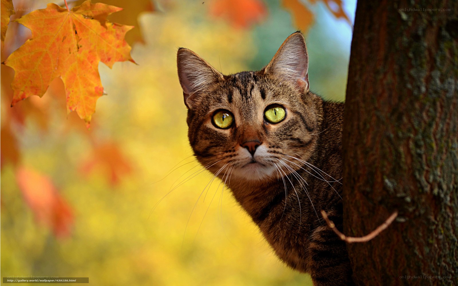 cat in autumn leaves