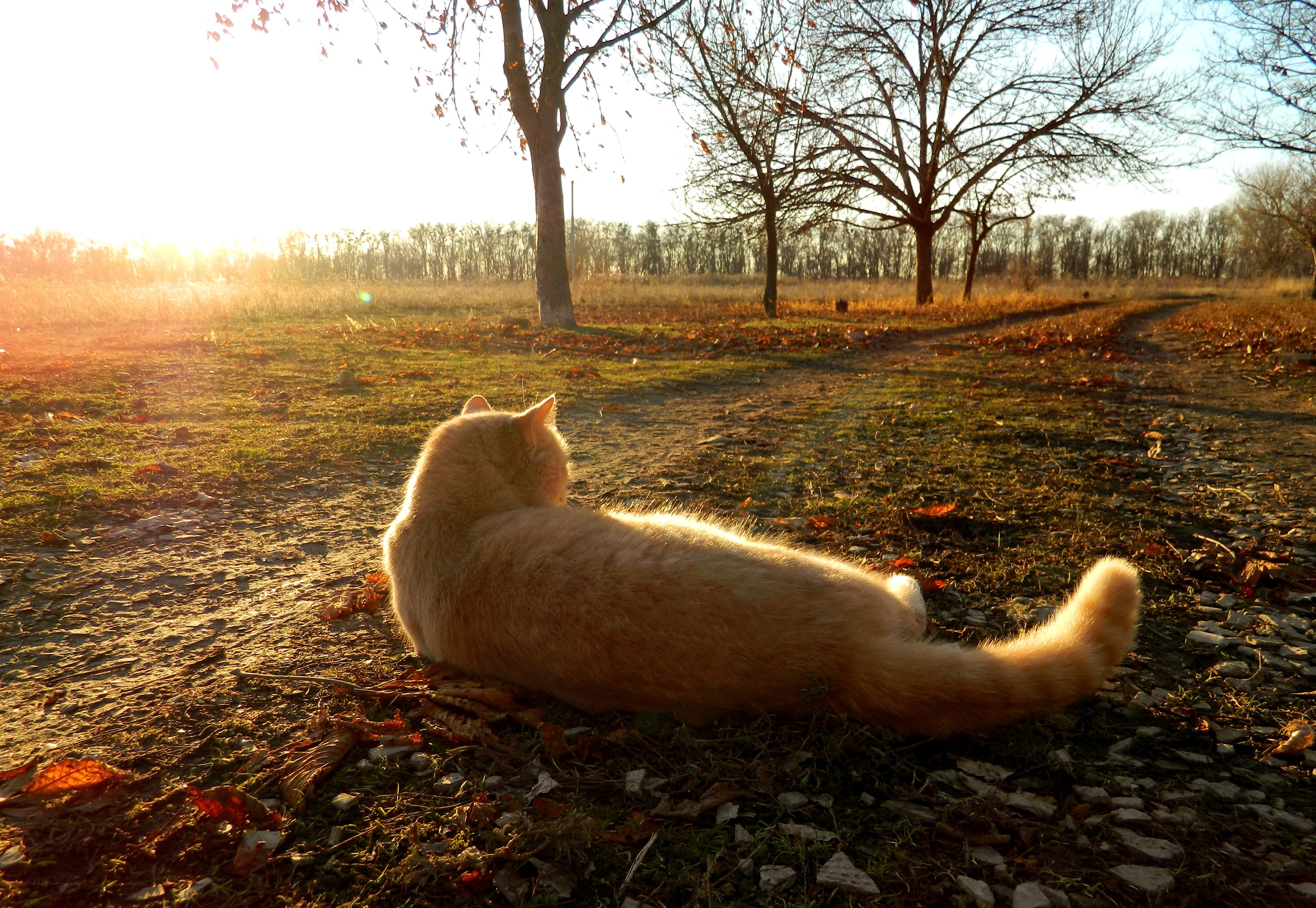 Cat in autumn sunset