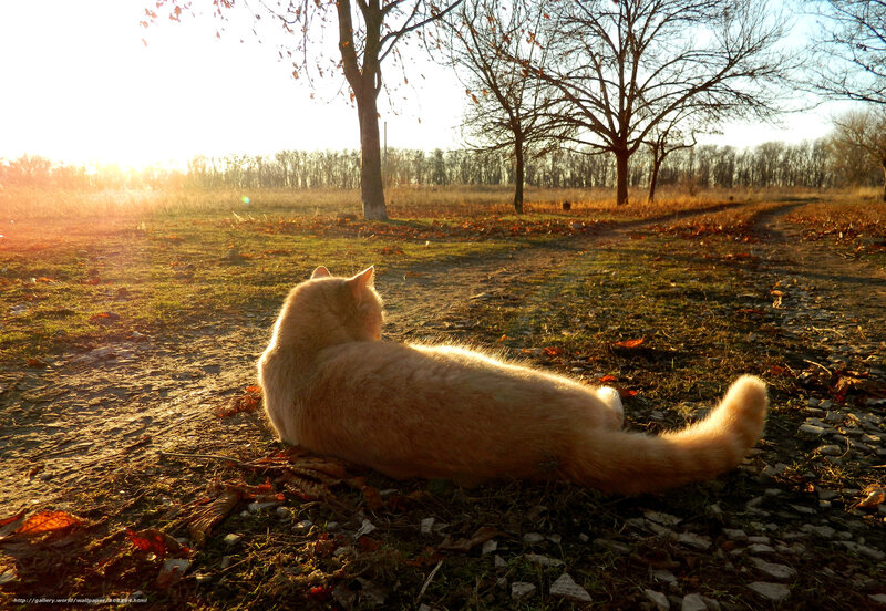 Cat in autumn sunset