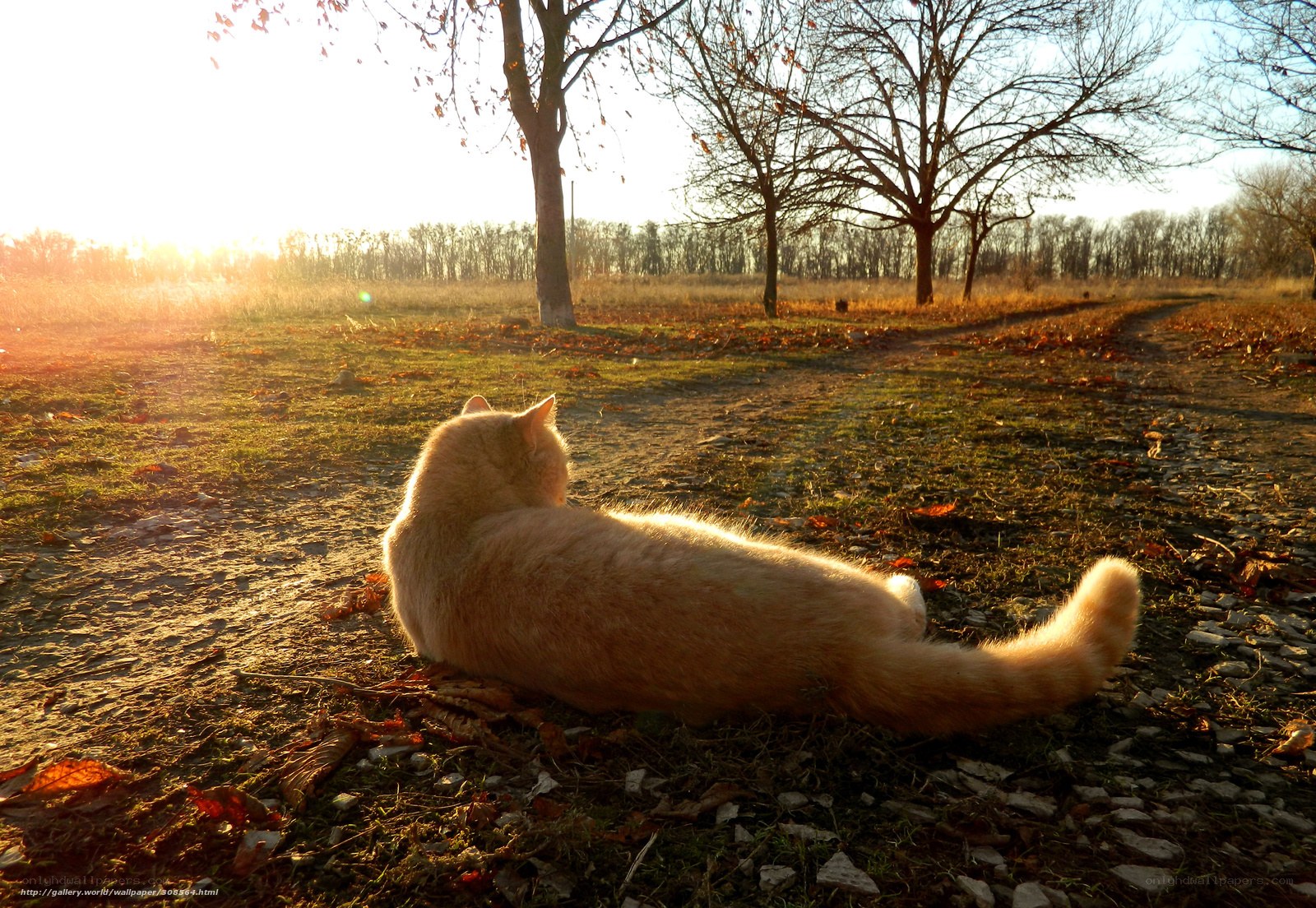 Cat in autumn sunset