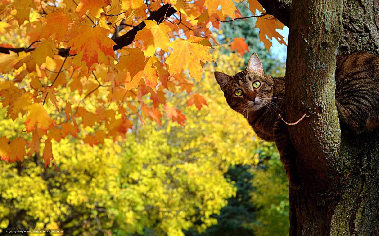 Cat in autumn tree