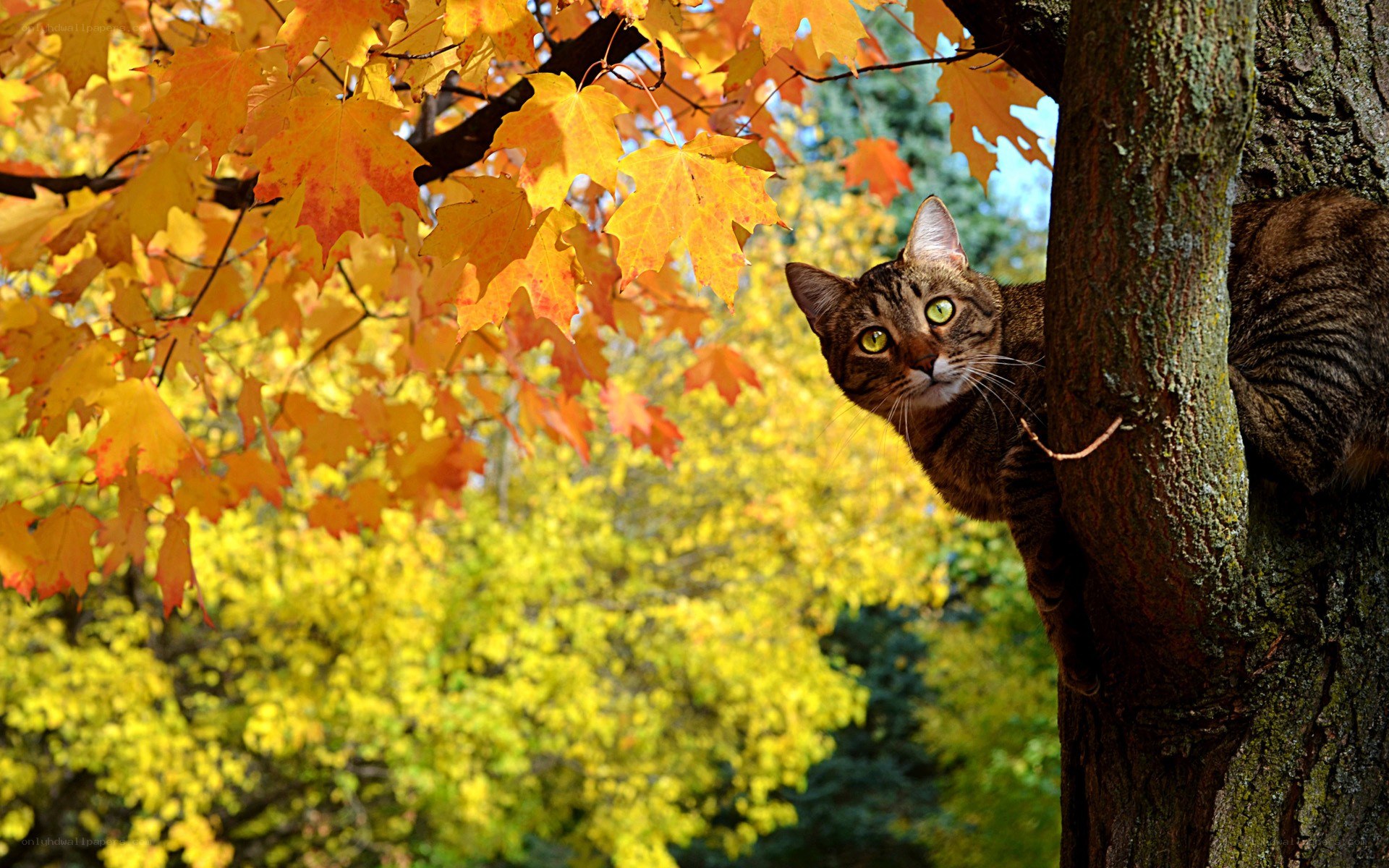Cat in autumn tree