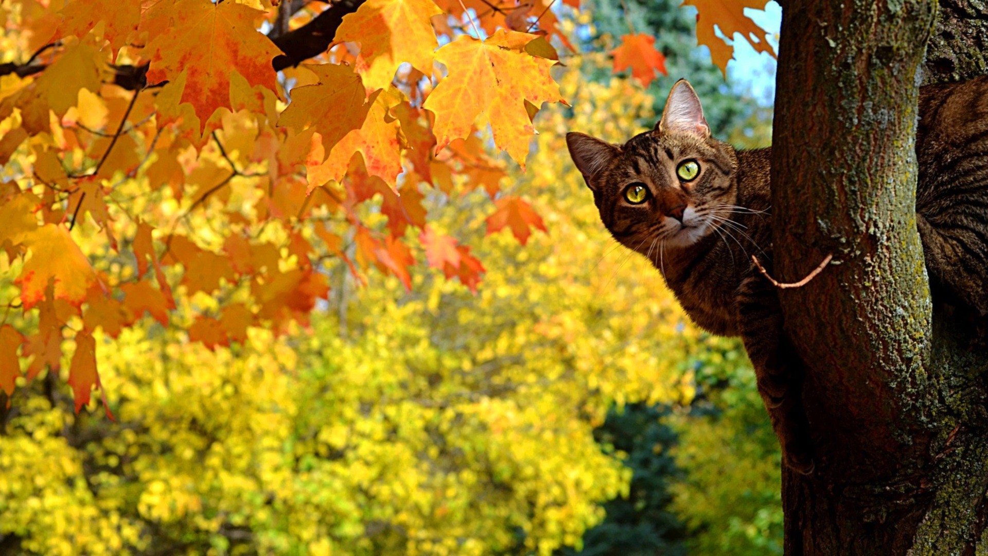 cat in autumn tree