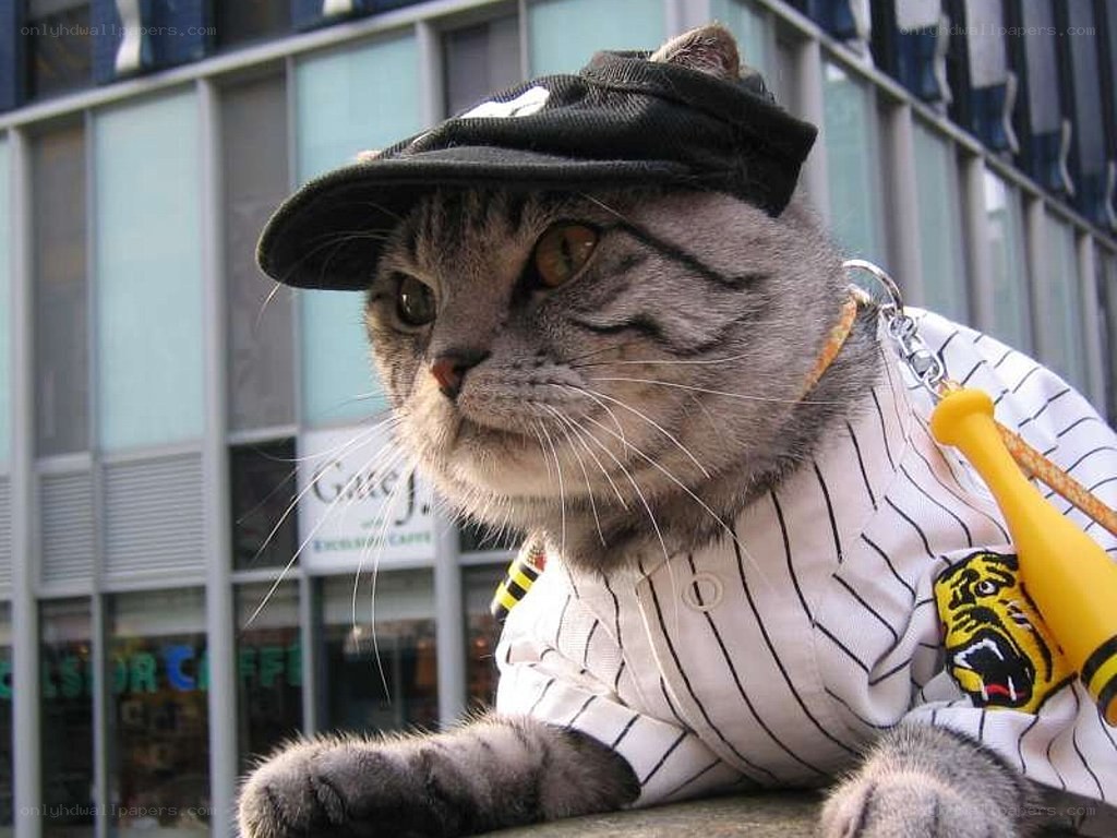 cat in baseball uniform