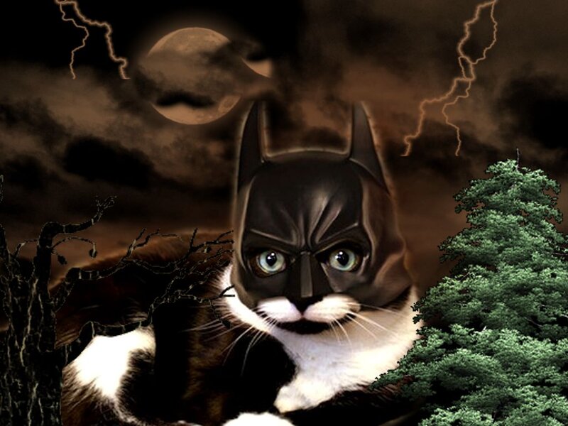 Cat in Bat Costume