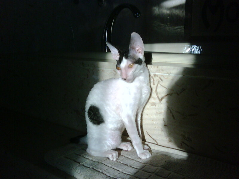 cat in bathroom light