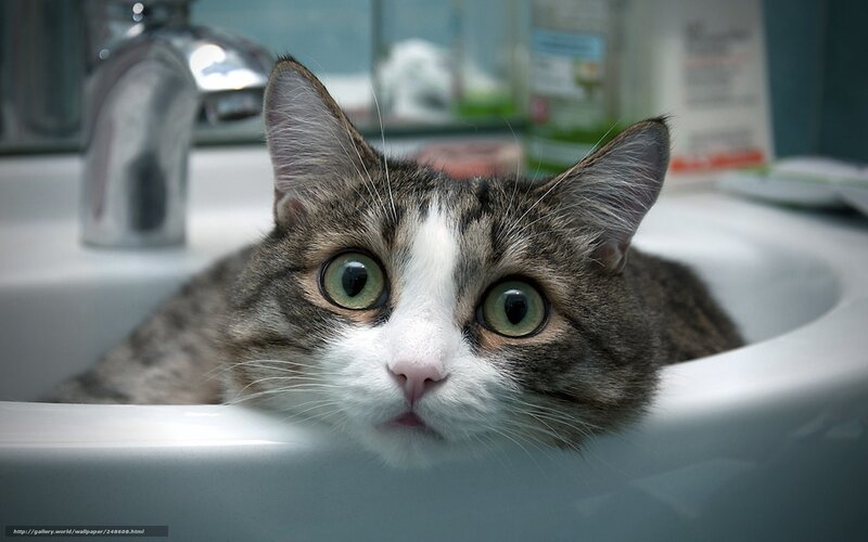 cat in bathroom sink