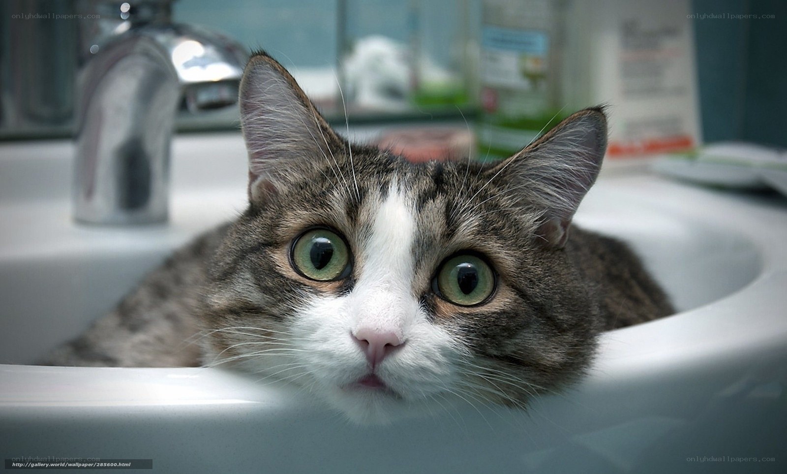 cat in bathroom sink