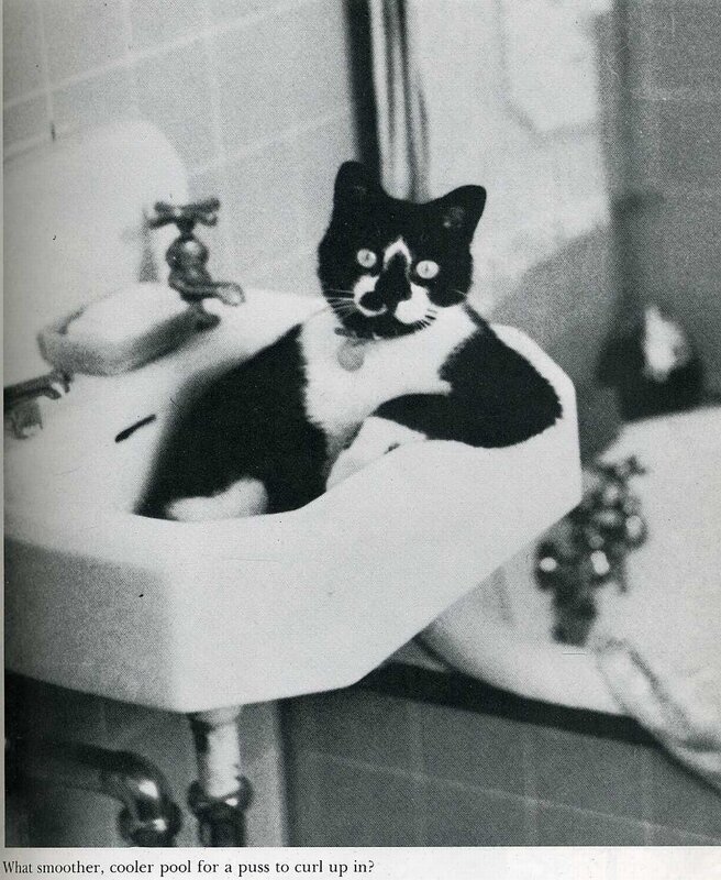 cat in bathroom sink