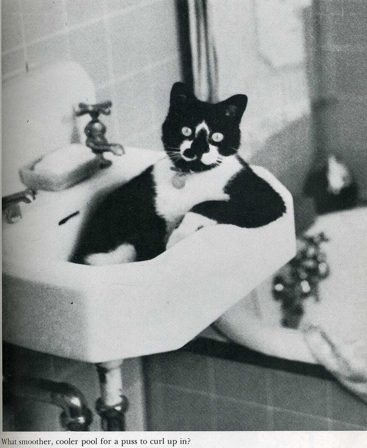 cat in bathroom sink