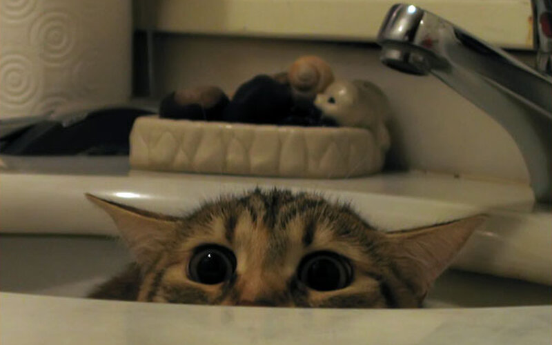 cat in bathroom sink
