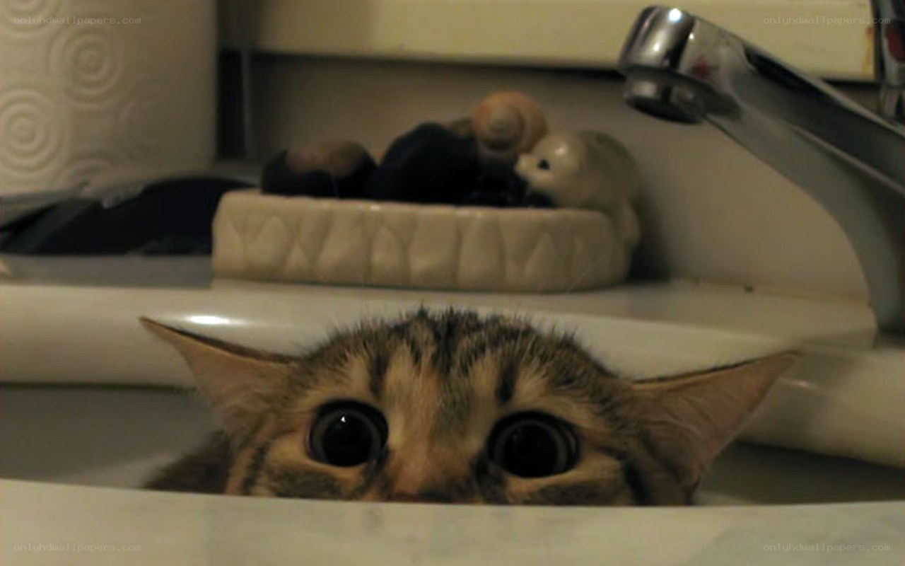 cat in bathroom sink