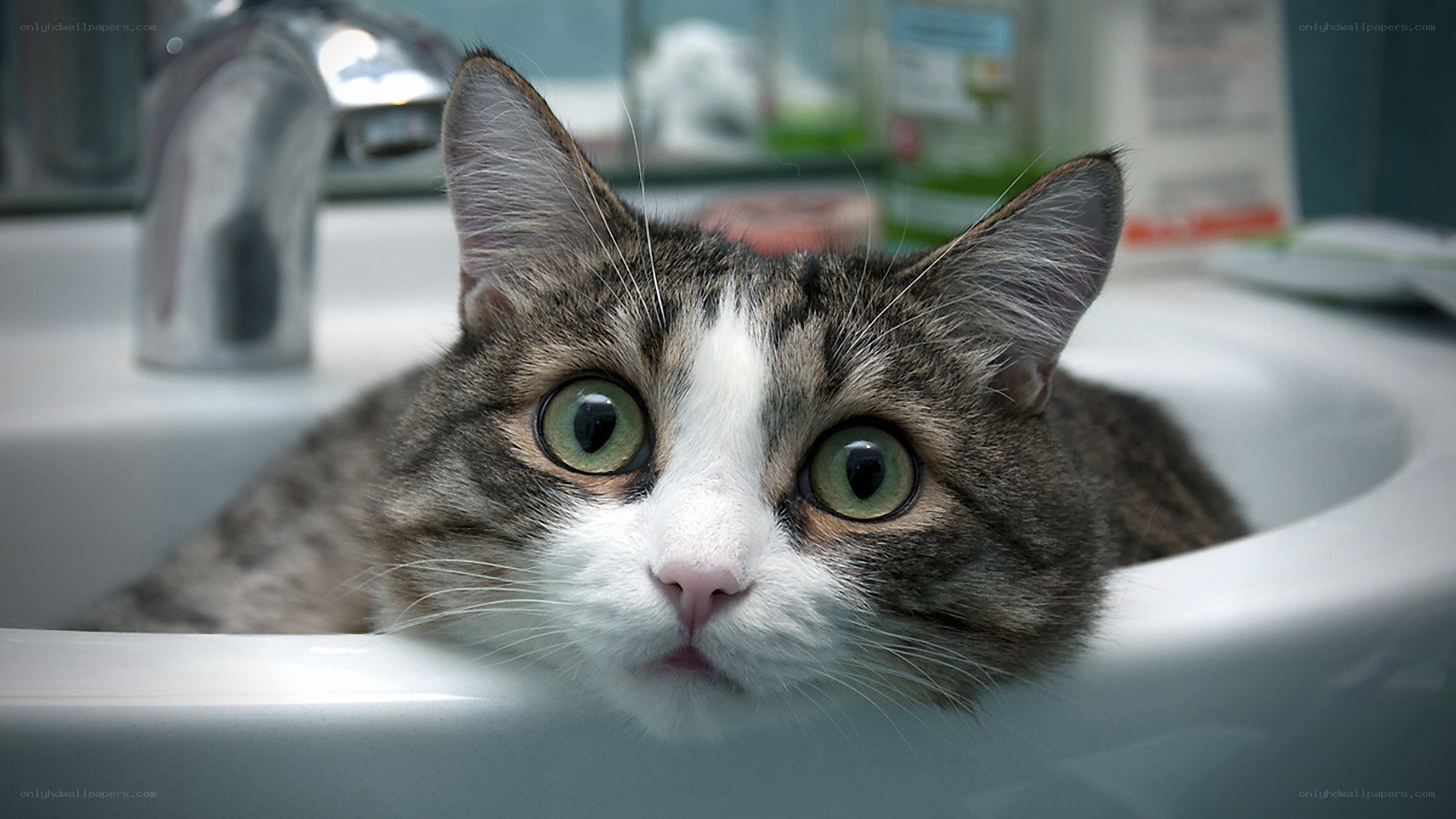 cat in bathroom sink