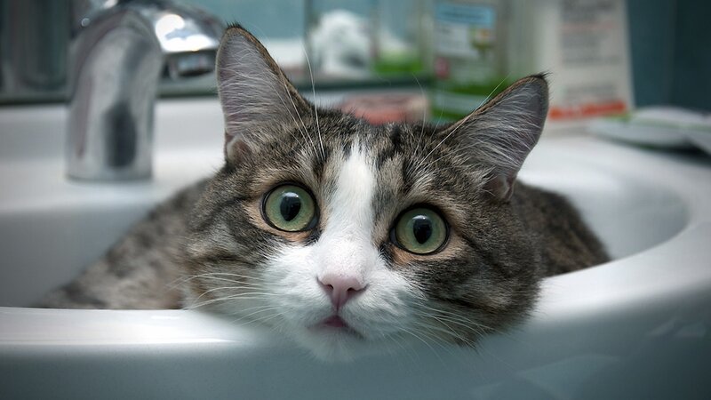 cat in bathroom sink