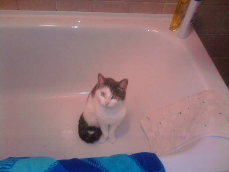 Cat in Bathtub