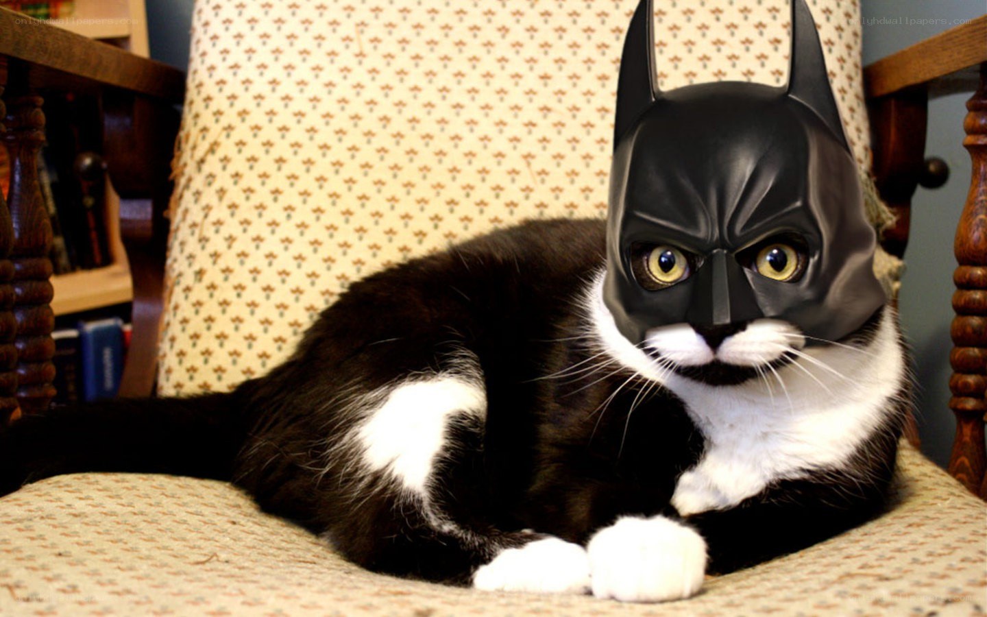cat in batman mask