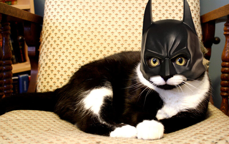 cat in batman mask
