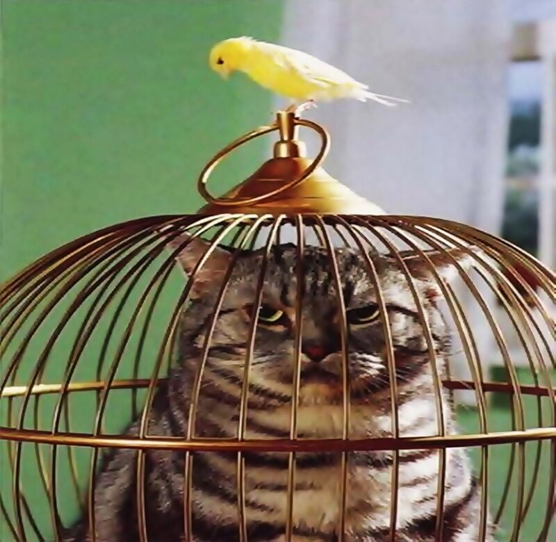 Cat in Birdcage