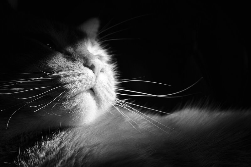 Cat in Black and White