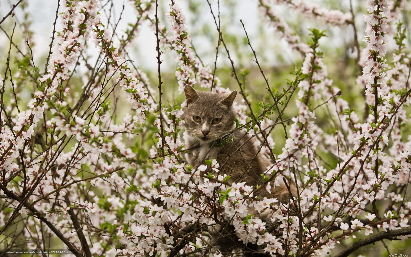 cat in blooming tree