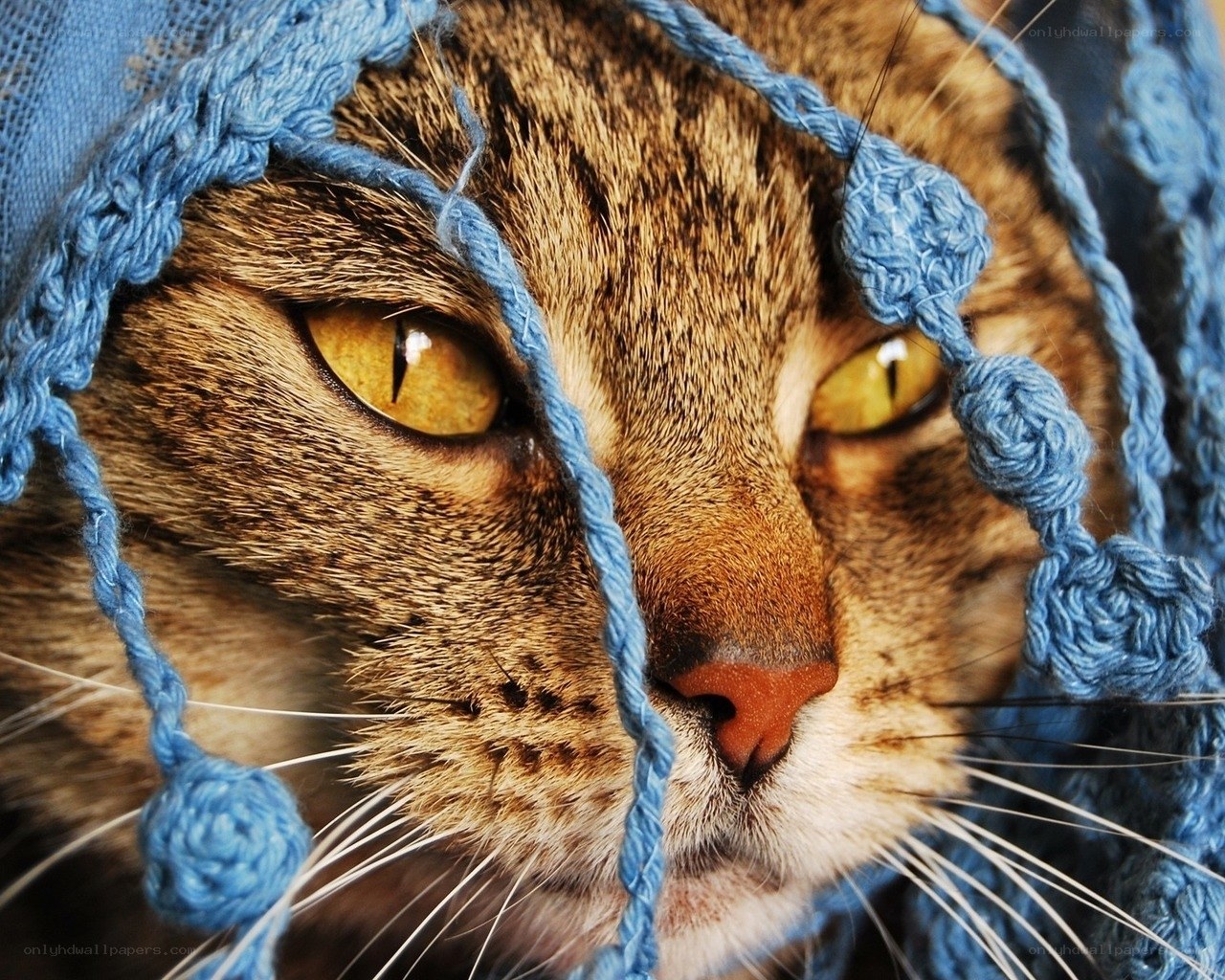 cat in blue knitted hat
