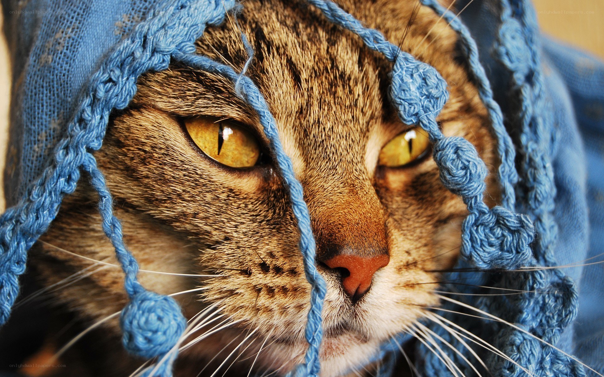 cat in blue knitted hat