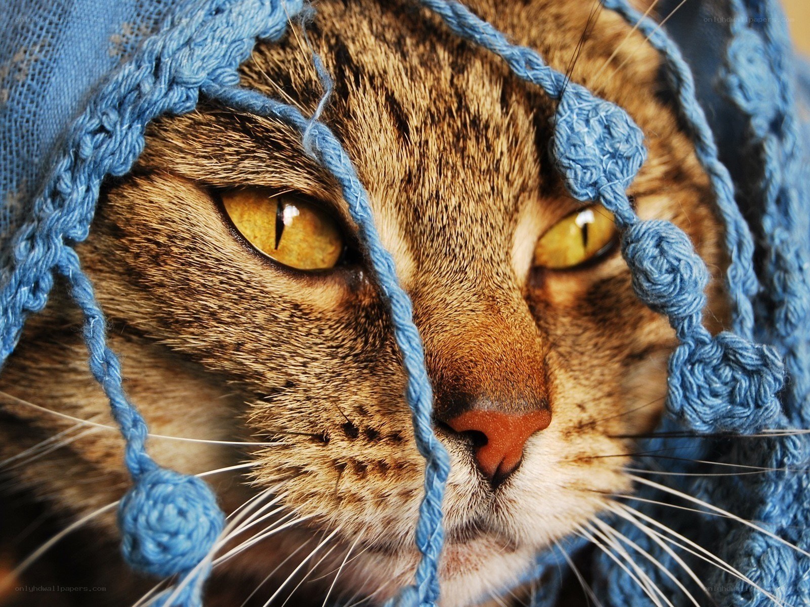 cat in blue knitted hat