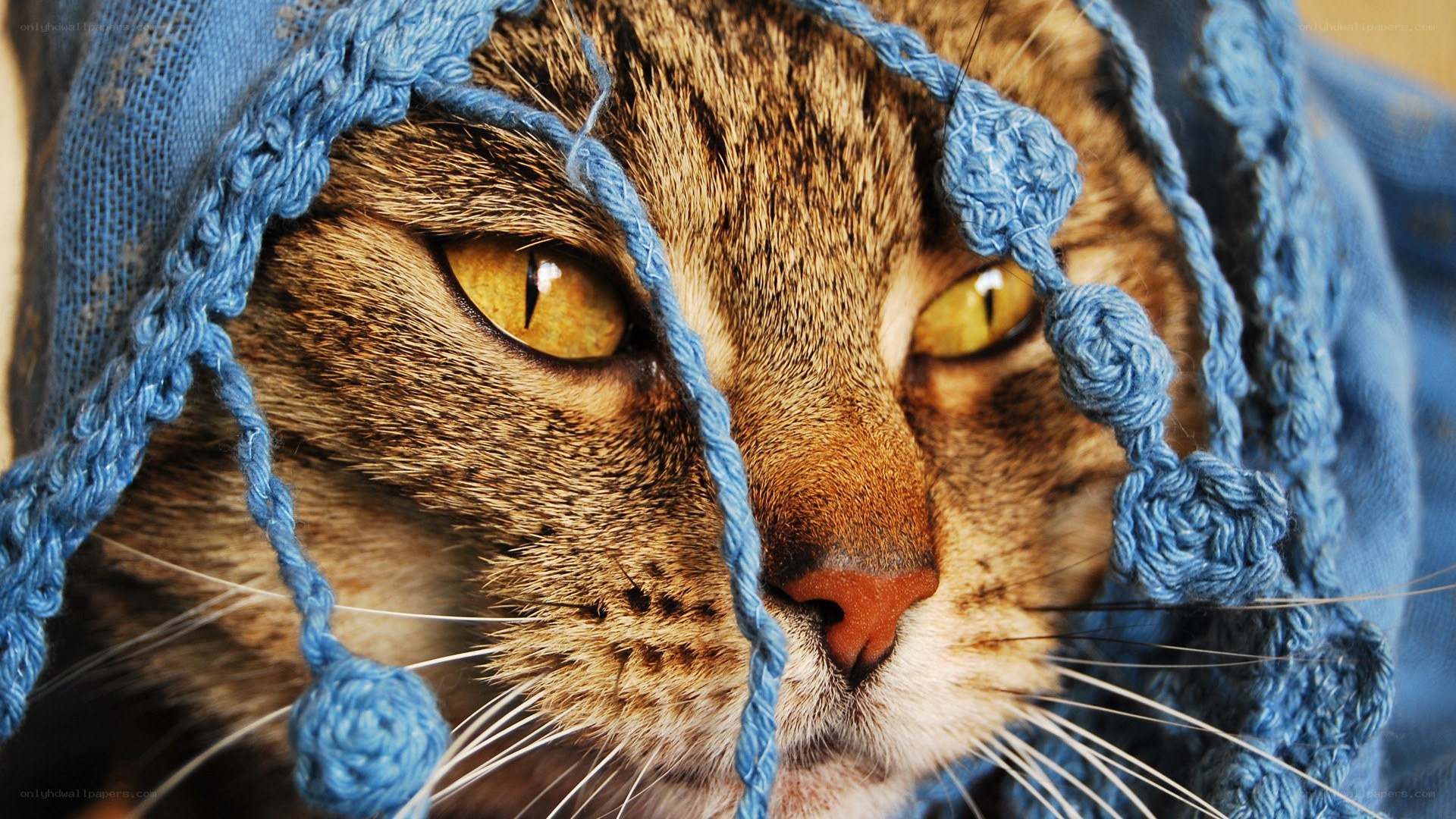 cat in blue knitted hat
