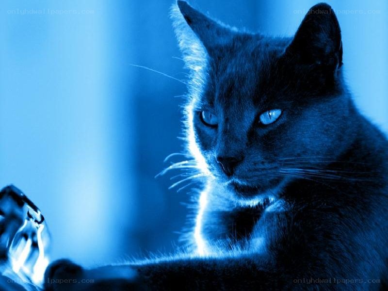 cat in blue light