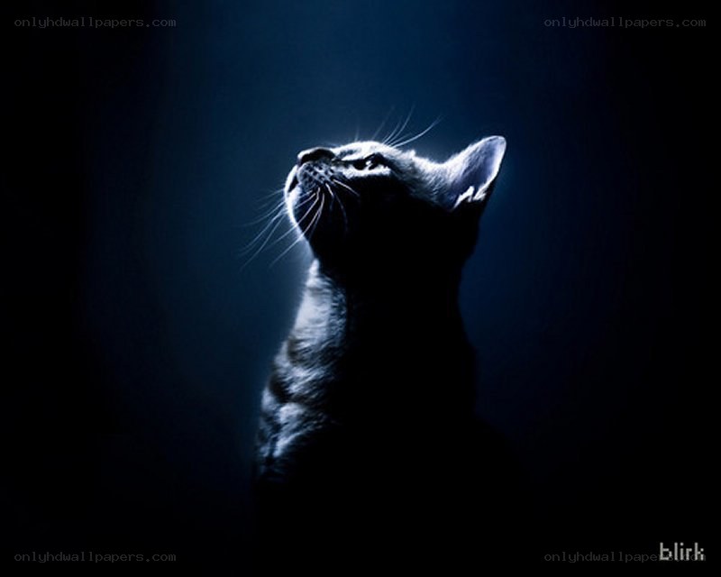 cat in blue light