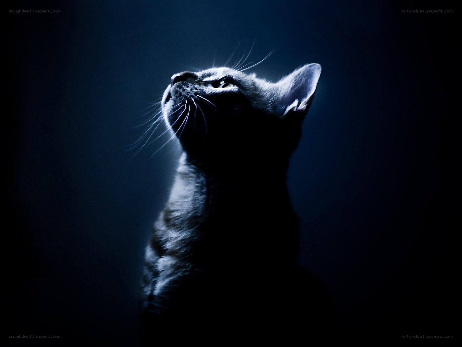 cat in blue light