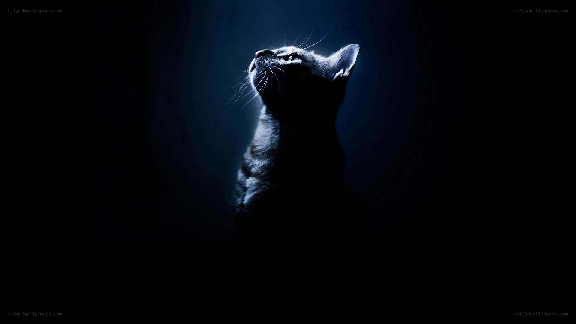 cat in blue light