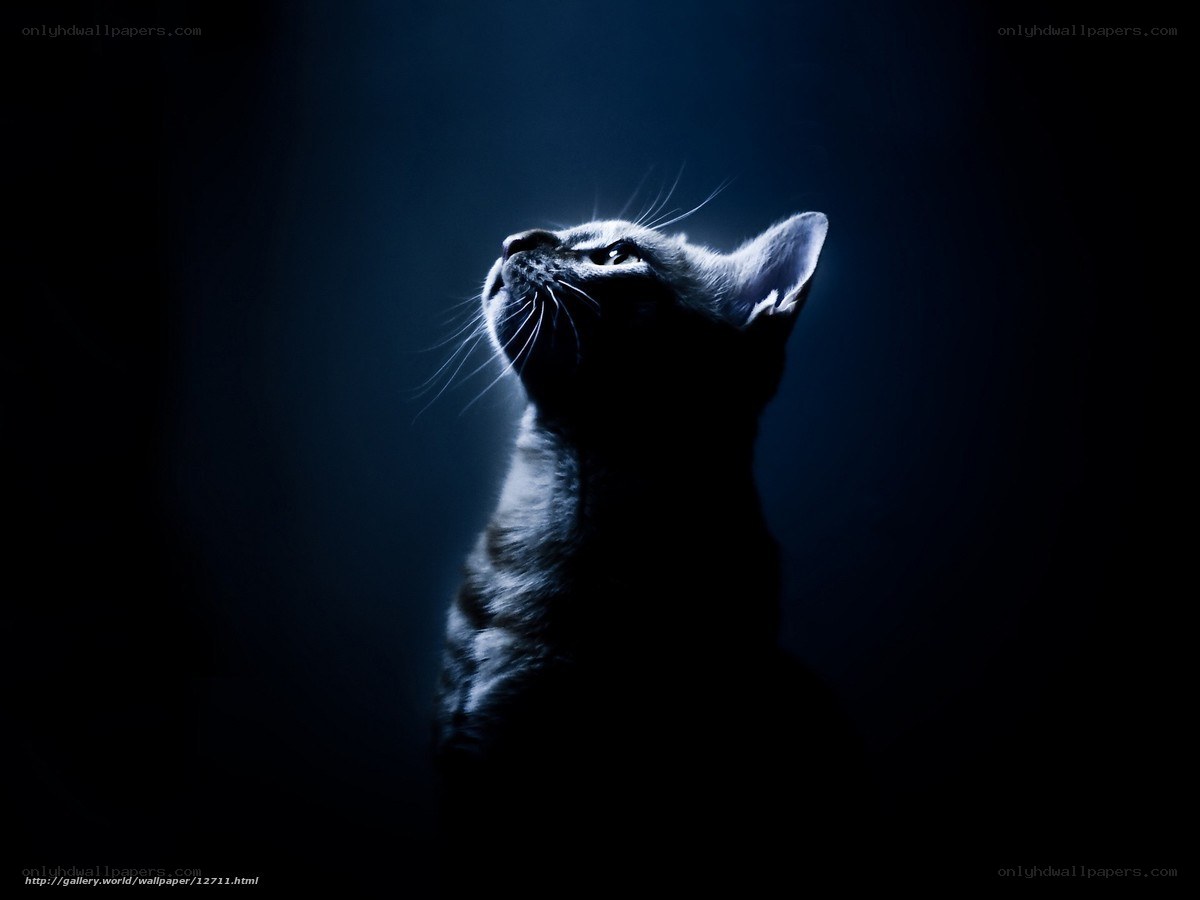 cat in blue light