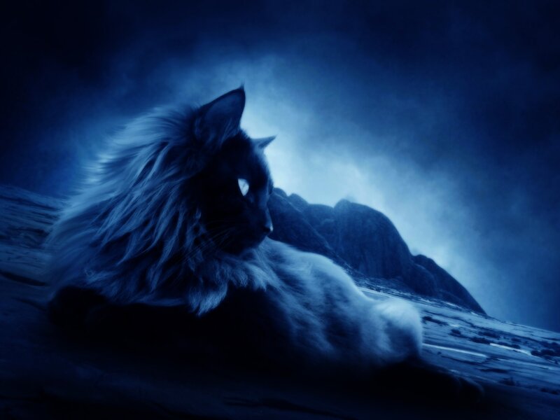 cat in blue moonlight