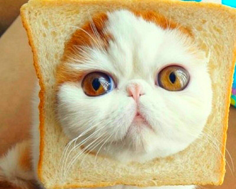 Cat in Bread Frame