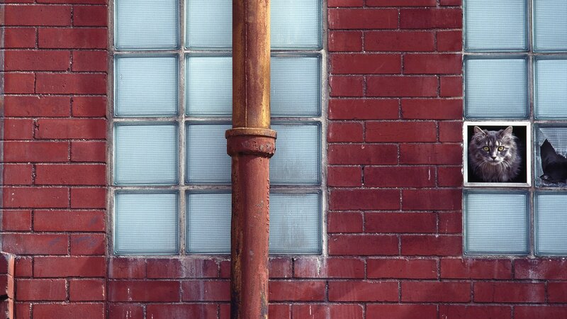 Cat in Broken Window — Red