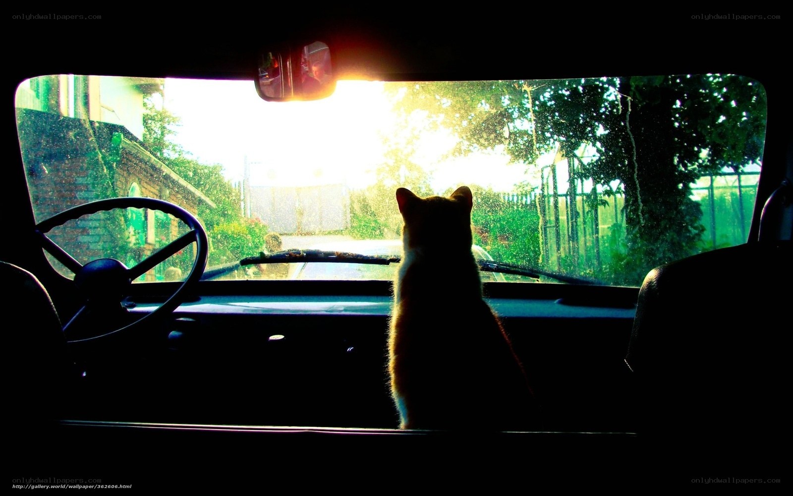 cat in car at sunset