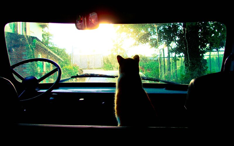 Cat in Car — Black, Serene